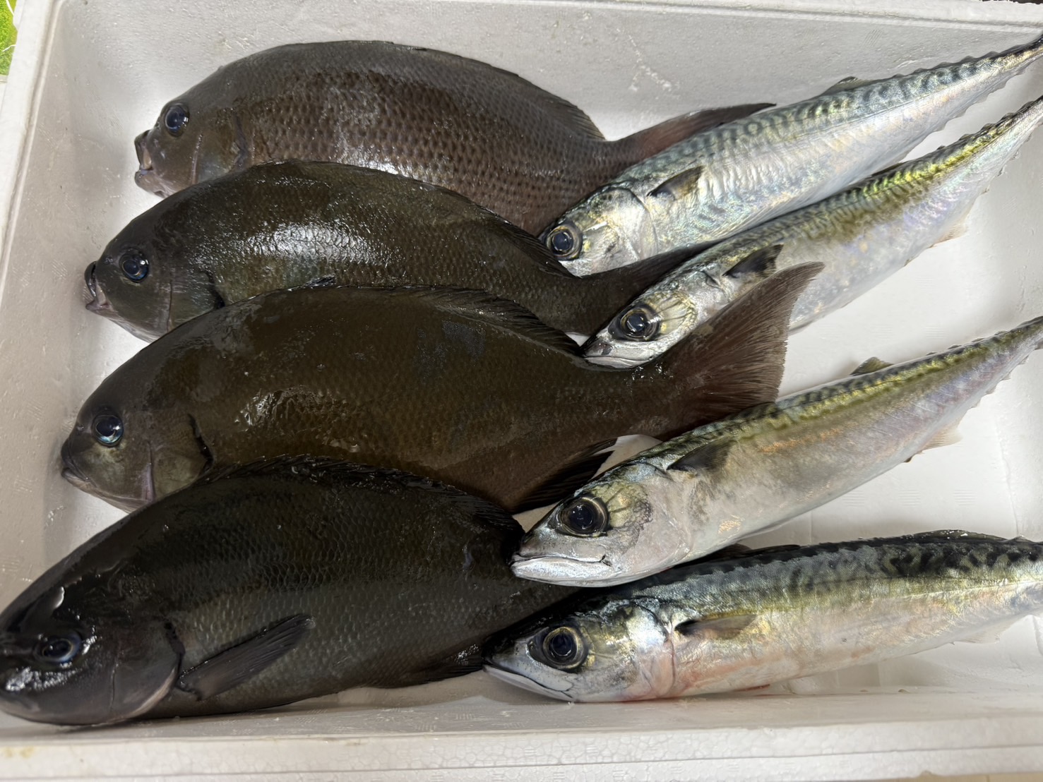 本日の釣果全体写真